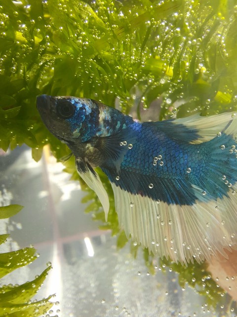 Betta fish
