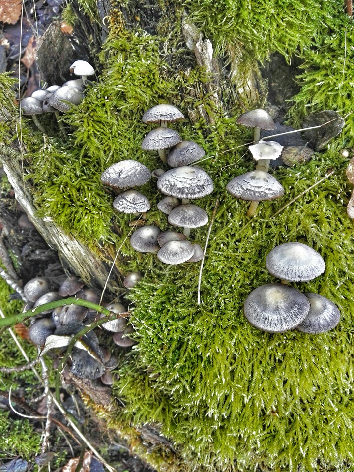 Mushrooms