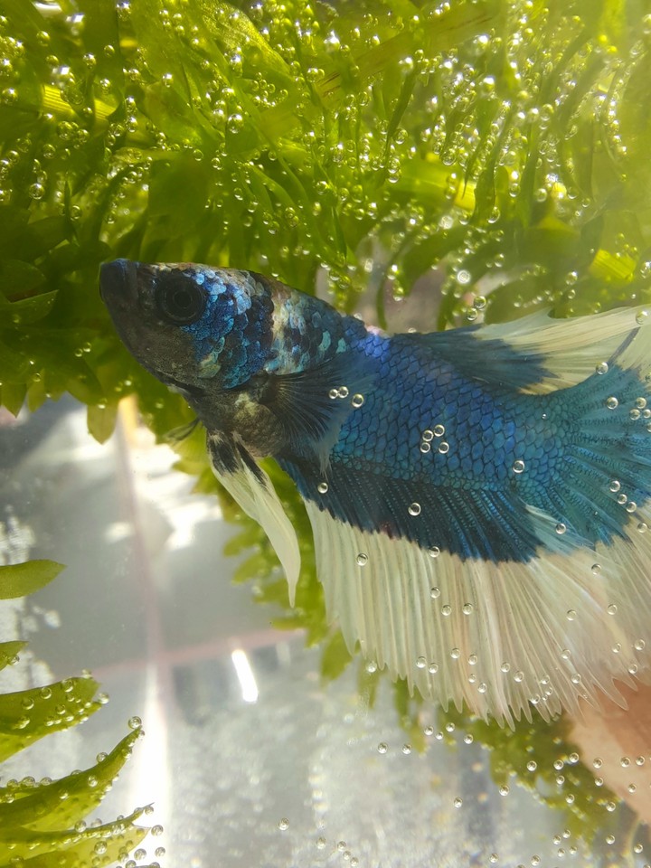 Betta fish