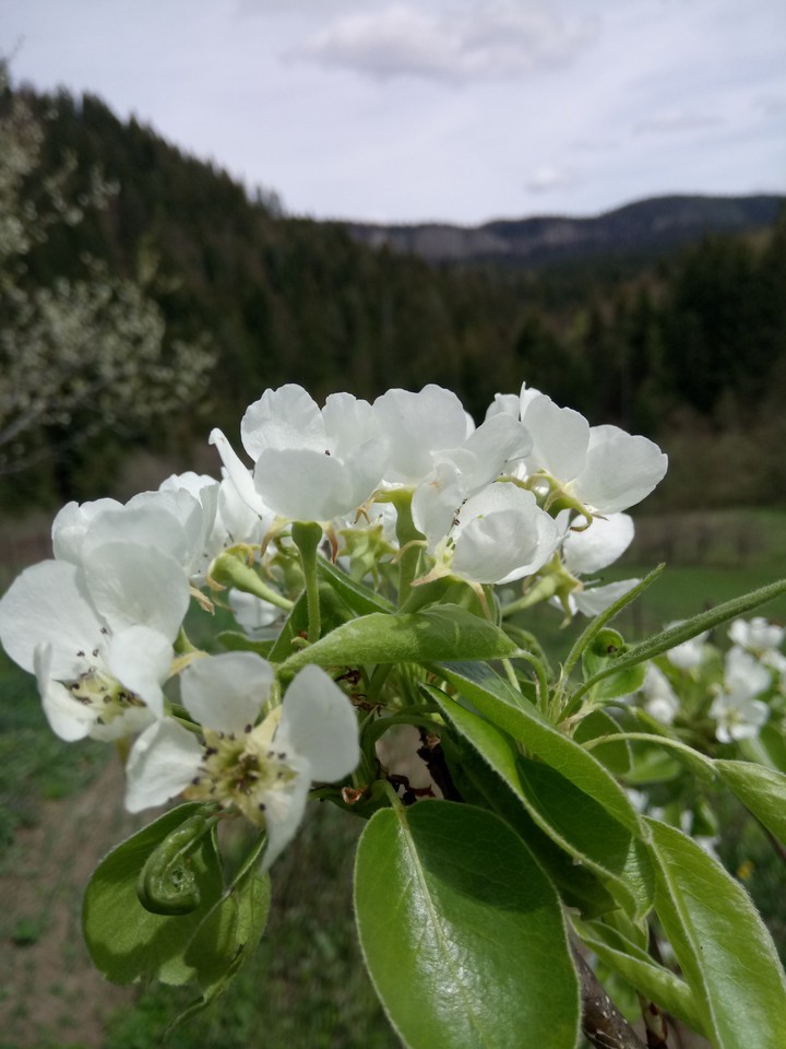 blossom ?