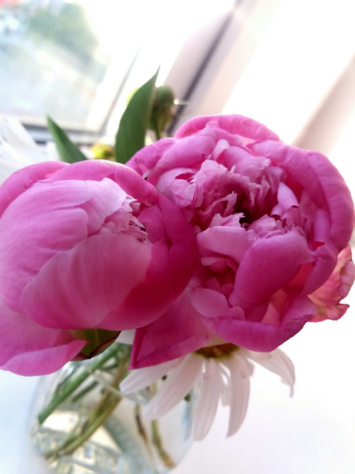 The flower