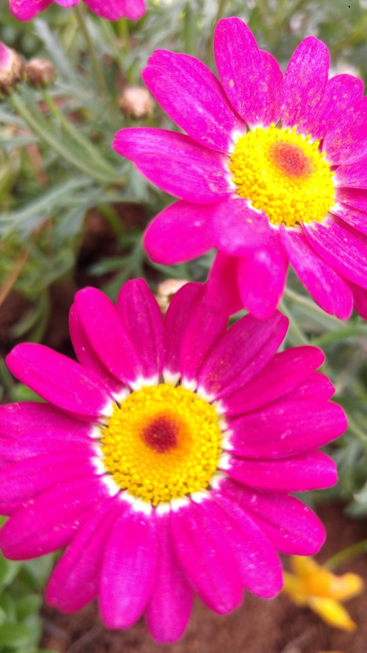 just a flower