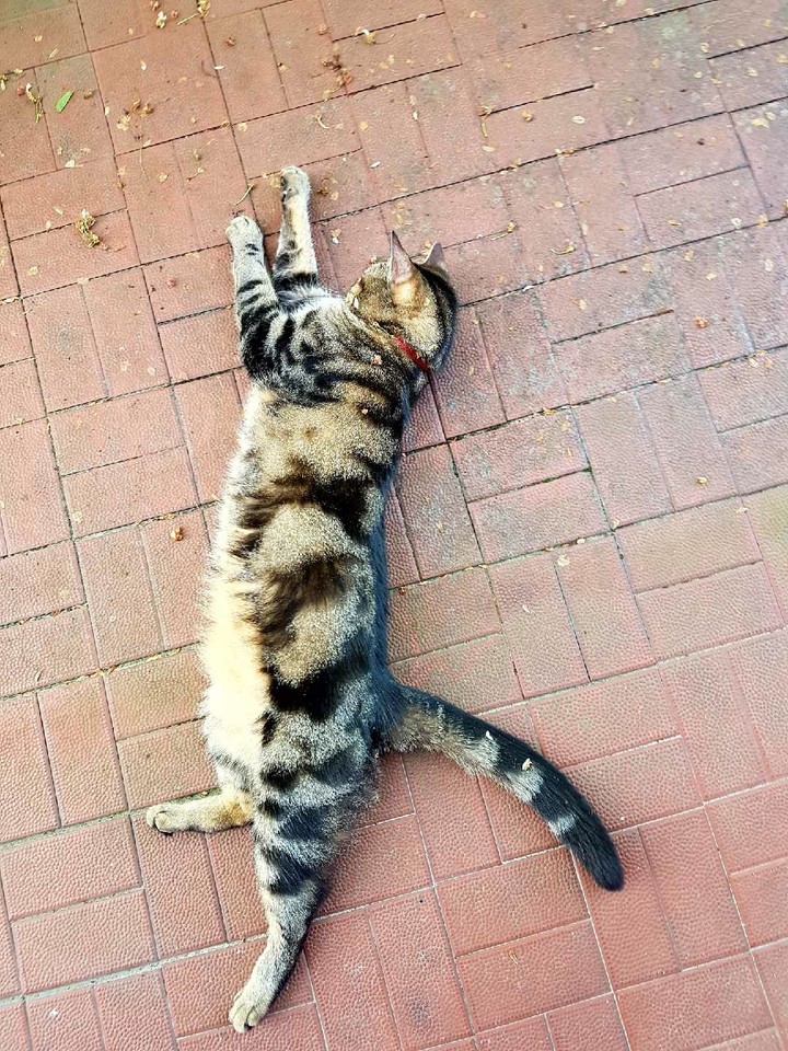 cat