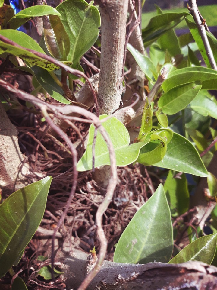 save the plant