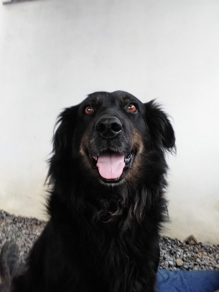 dog