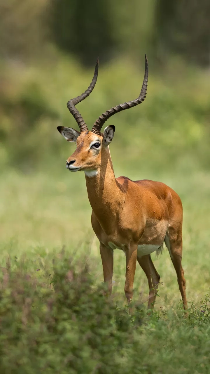 The little skills of animal courtesy