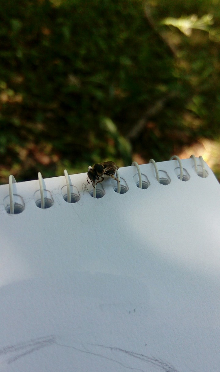 Little Bee