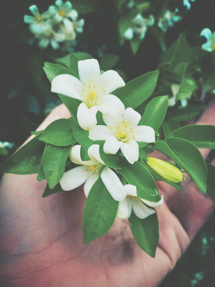 Laurel flowers