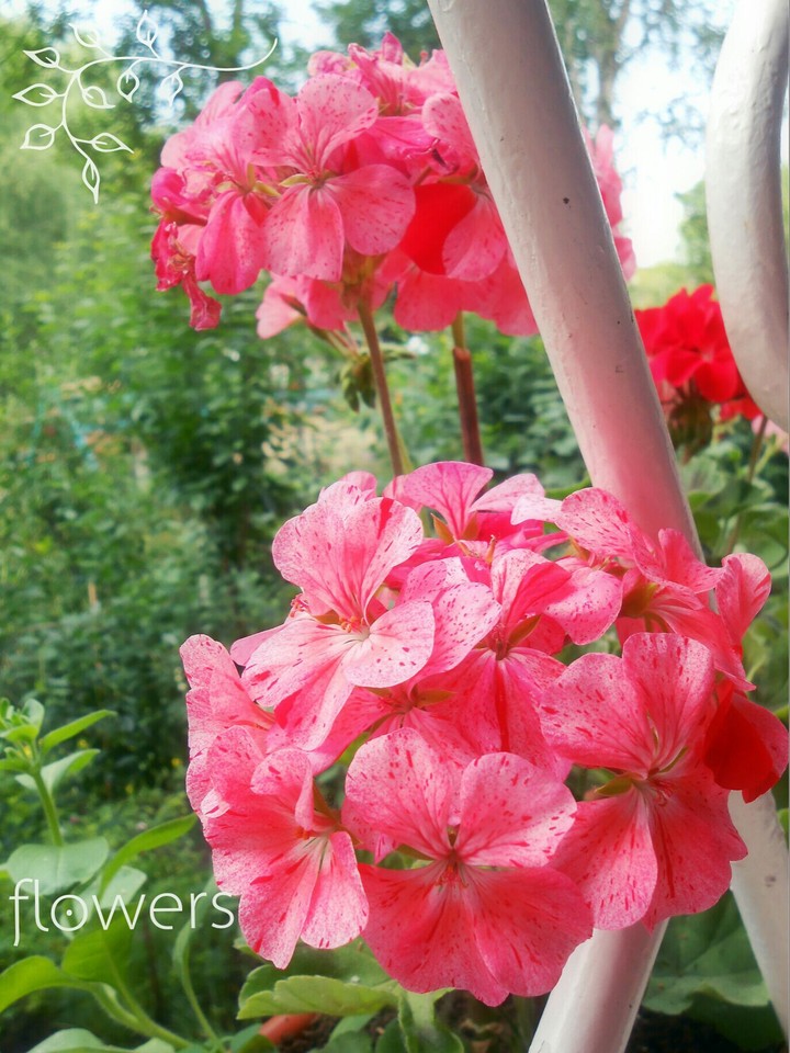 Just beautiful flowers