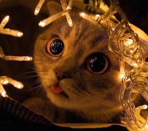 ταπετσαρίες cat, whiskers