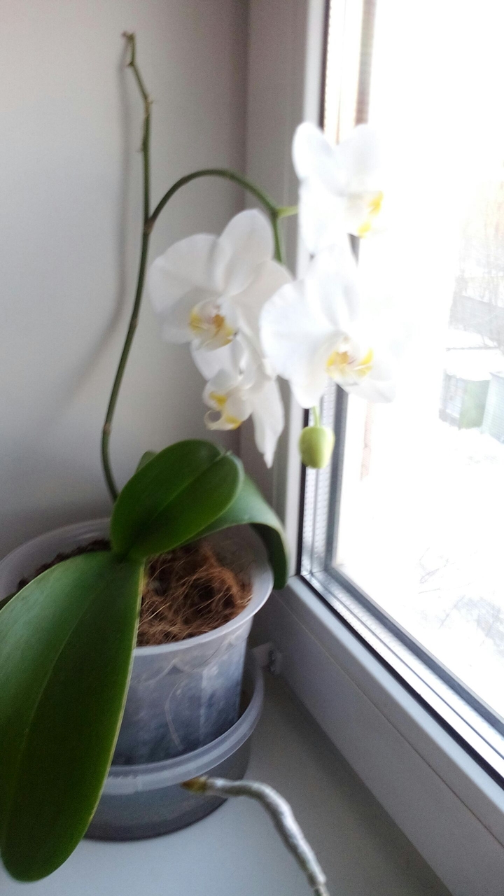 My Flowers
