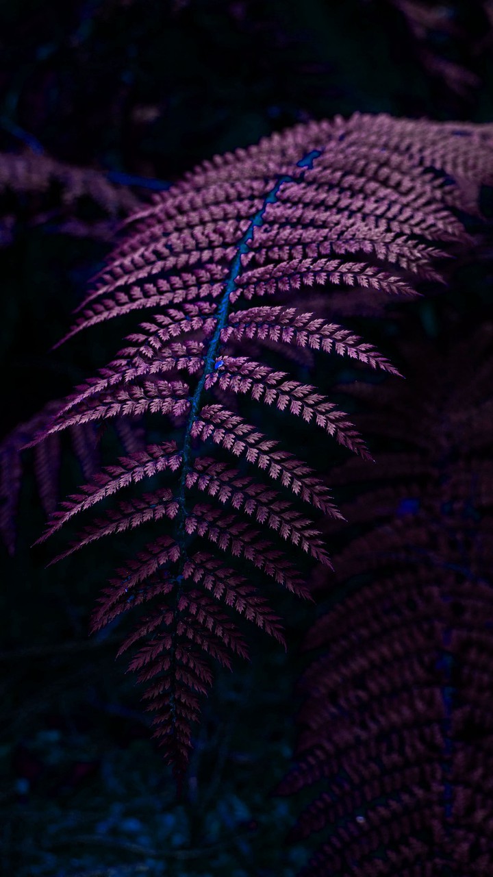 pink leaves ❤️