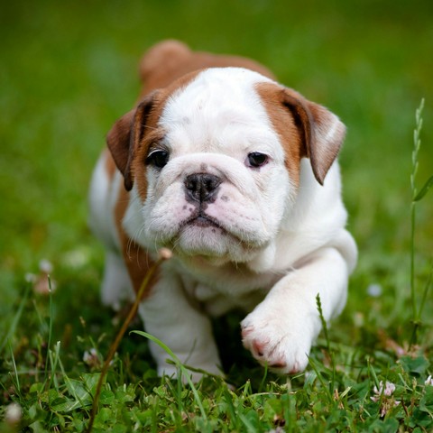 Bull dog