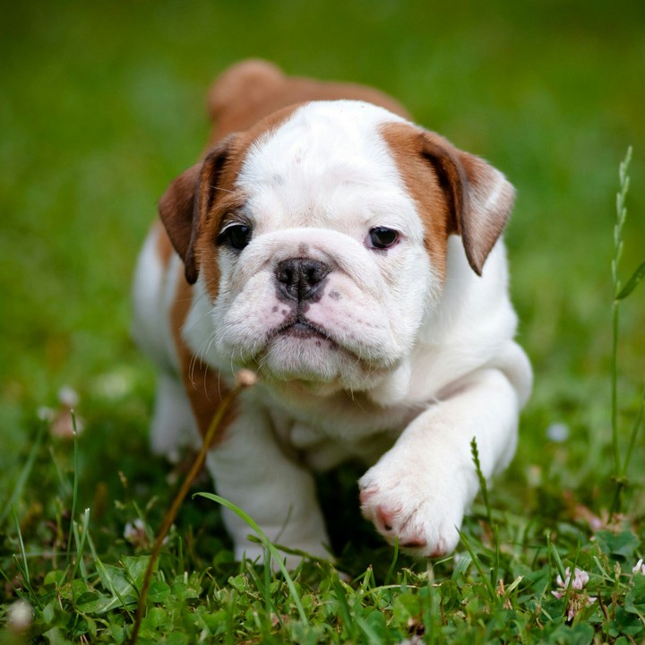 Bull dog