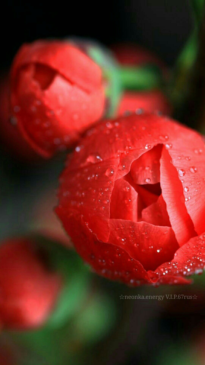 rose