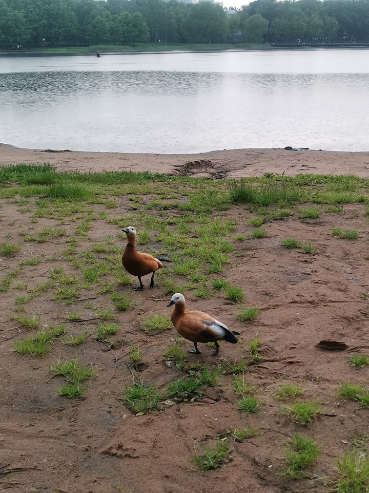 ducks