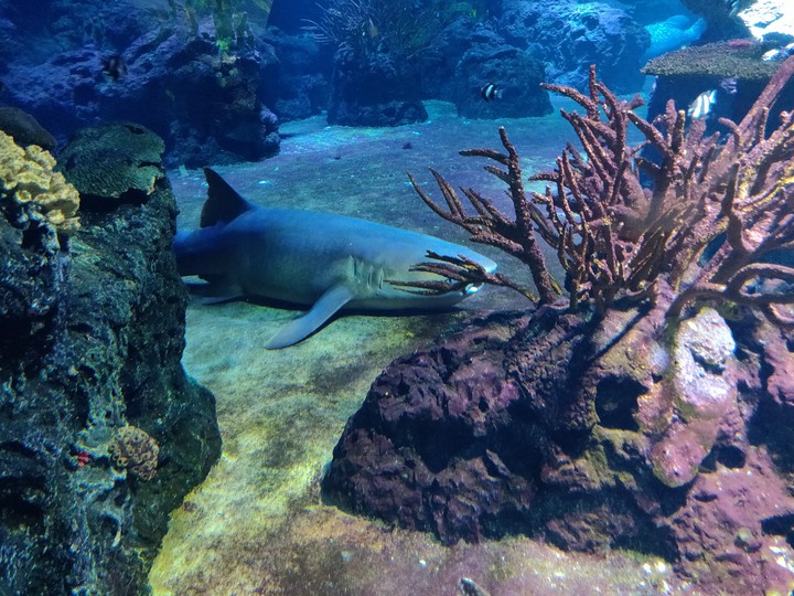 Shark