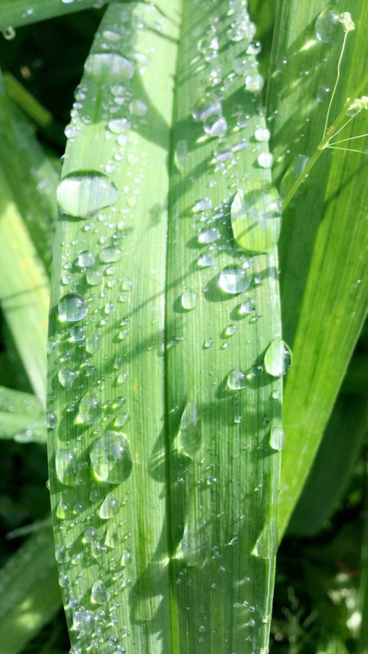 rain drops
