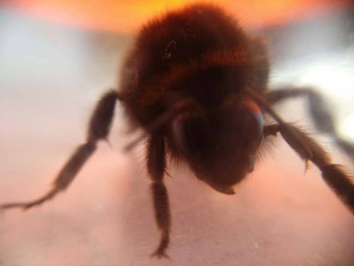Bumblebee