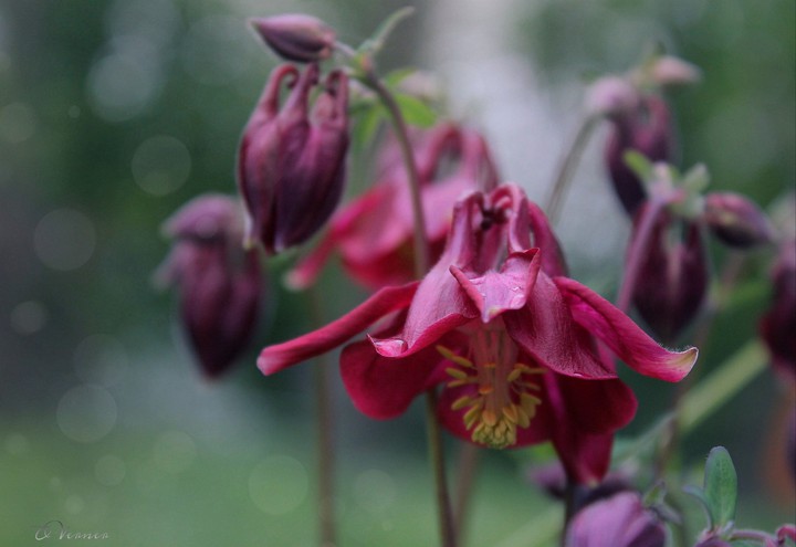 O.V. ❤️