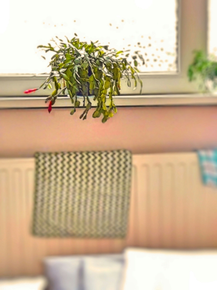 Special Plant