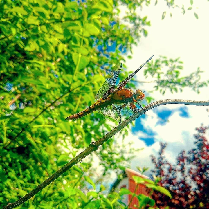 The same dragonfly - bottom view