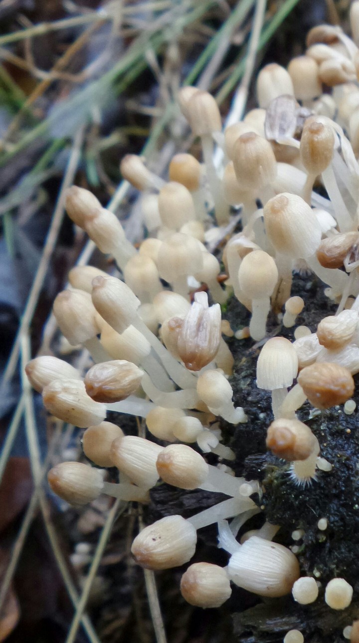 mushrooms