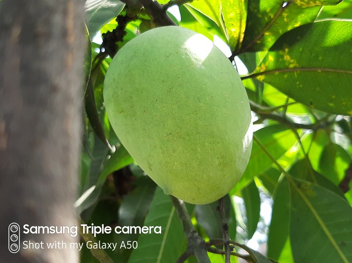 Mango