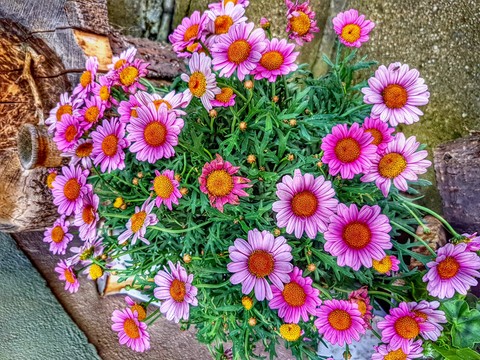 pink flowers