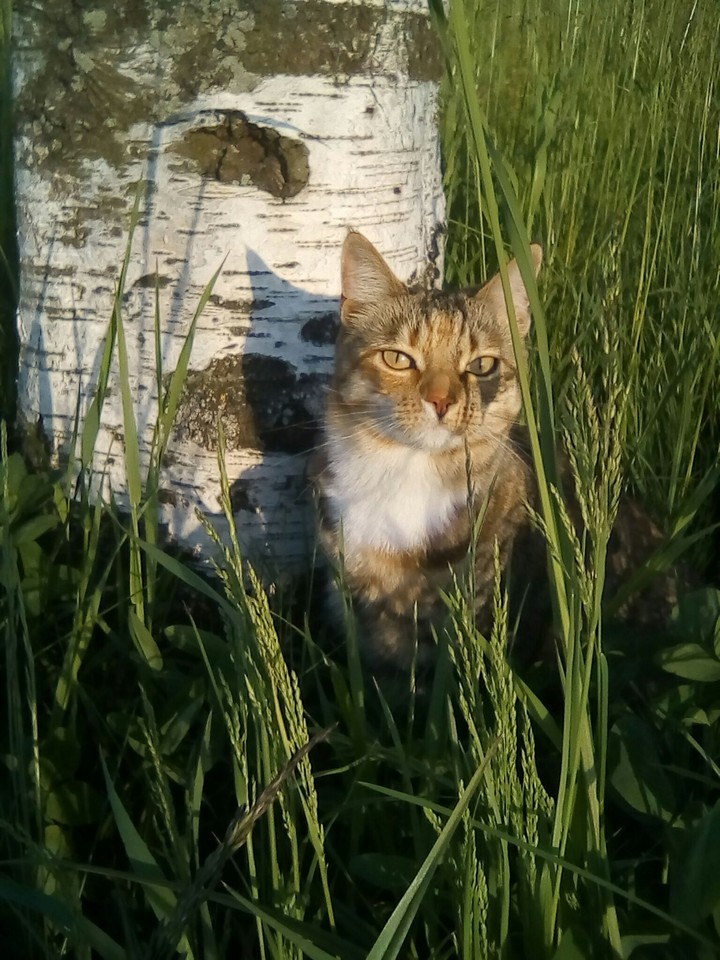 Мурочка