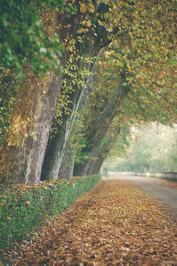 Paseo arbolado