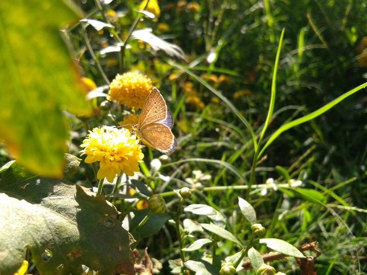 butterfly