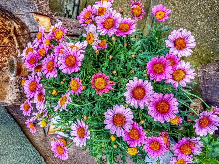 pink flowers