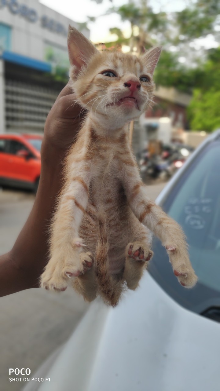 cat