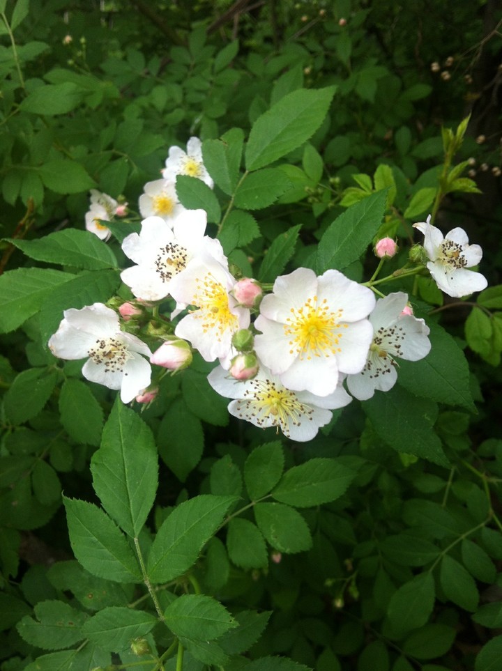 white flower