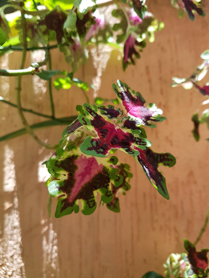 Natureza