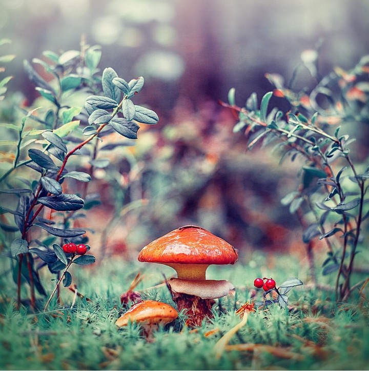 mushrooms