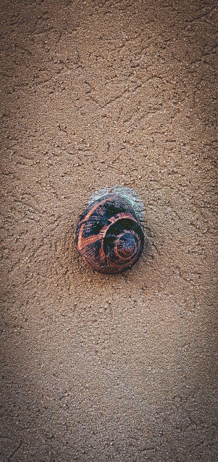 lumaca