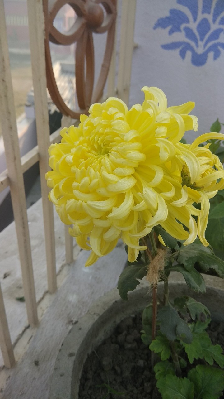 flower