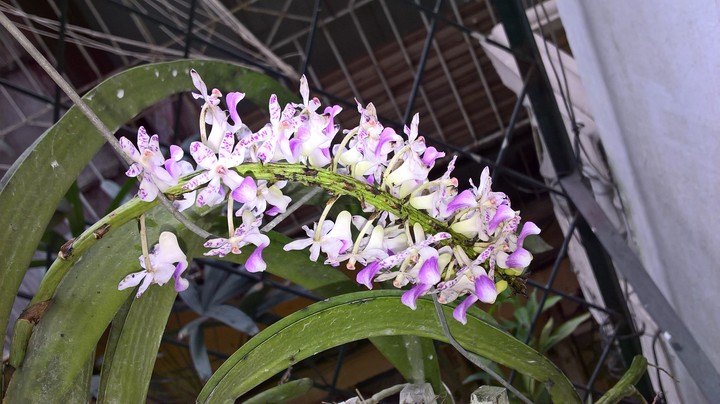 My orchids