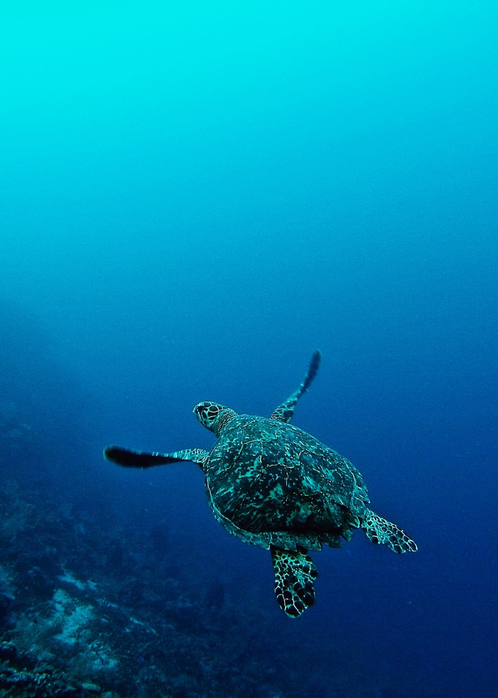 Turtle is dive