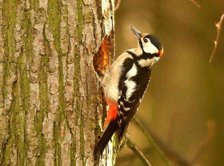 Woodpecker