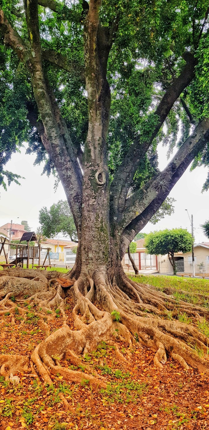 Old tree