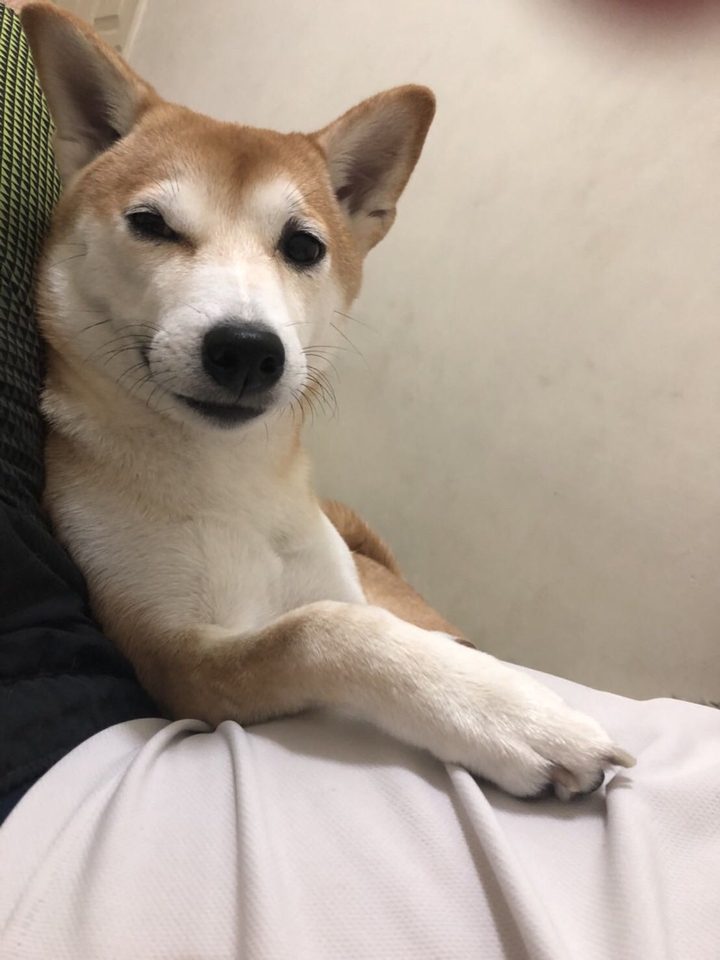 Dog片