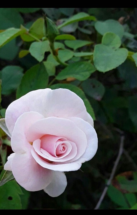sfondi pink, petal