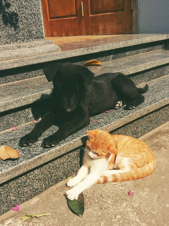 pet