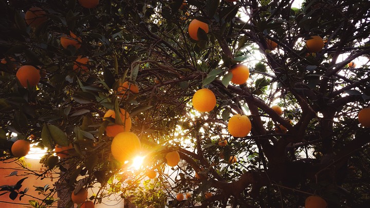 orange