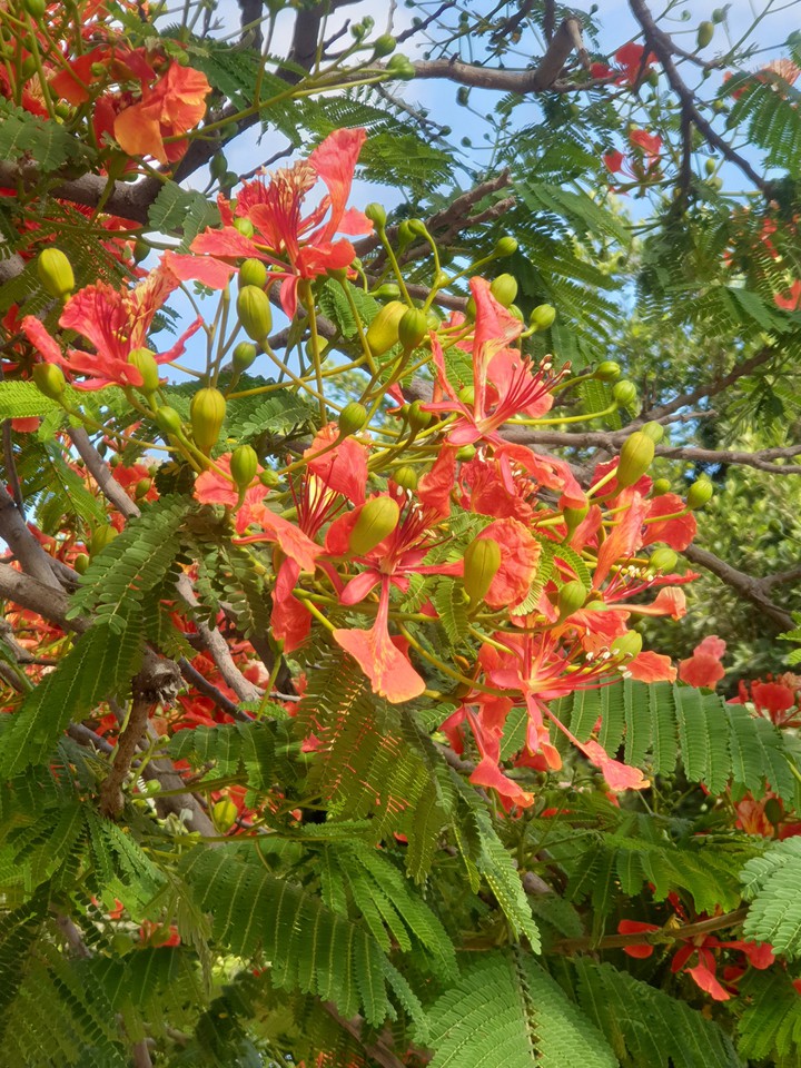 red flower