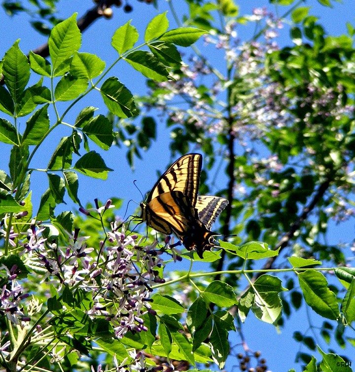 giant swallowtail  on China berry