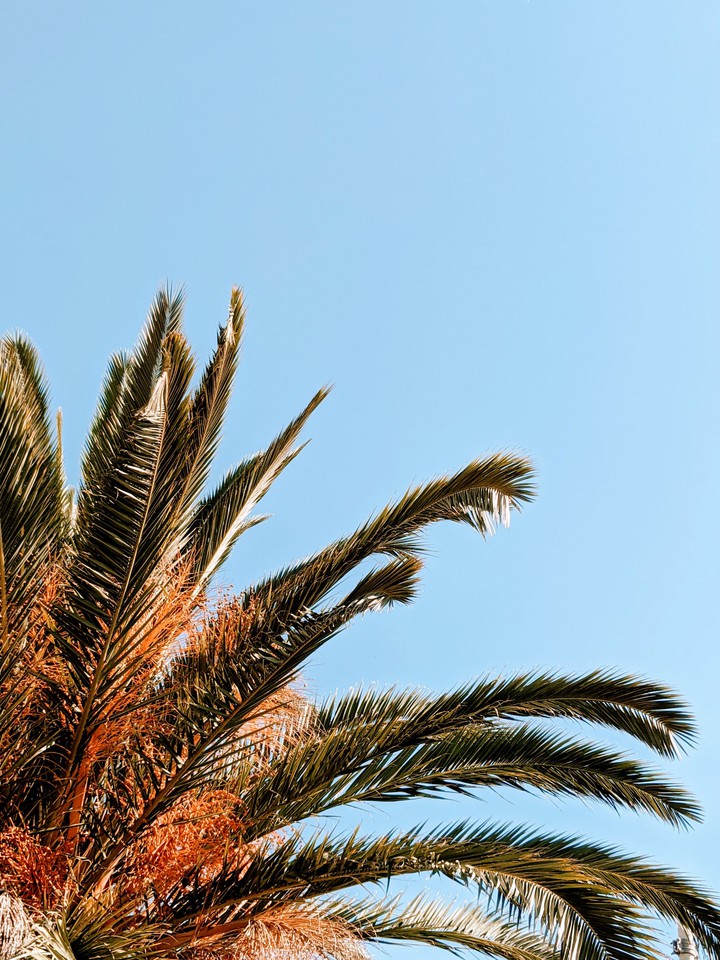 Sicilian tropics
